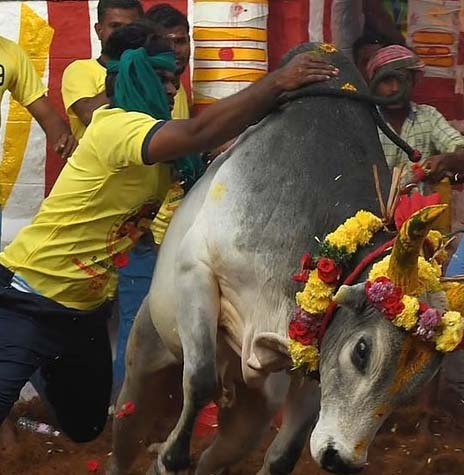 ஜல்லிக்கட்டு காளைகளுக்கு காப்பீடு  திட்டம் முதன்முறையாக அறிமுகம்